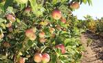 фото Продаю готовый бизнес яблоневый сад