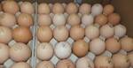 фото Яйца инкубационные качественные пропечатанные - птицы