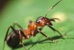 фото Уничтожение муравьев в помещении и на открытой территории.