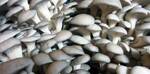 фото Почтовый мицелий для выращивания грибов вешенки