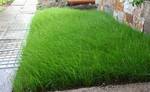 фото Газонная трава Рекультивация - неприхотливая смесь семян