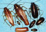 фото Уничтожение тараканов, клопов и прочих - профессионально