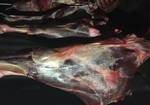 фото Мраморная говядина Black Angus туши,полутуши,отруба