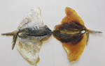 фото Снековая продукция: cушеные морепродукты, вяленая сушеная ры