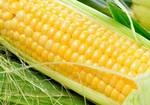 фото Семена кукурузы Pioneer ПР39Д81 (ФАО 260), П8400 (ФАО 270)