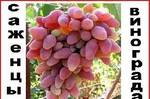 фото Саженцы винограда сорта-новинки от производителя