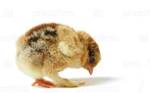 фото Комбикорм для цыплят бройлер рост от 20дн от 1 кг