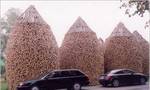 фото Продам и доставлю дрова колотые дубовые