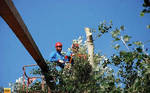 фото Спил Валка и Удаление деревьев г. Дзержинск