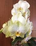 фото Продам живые цветы " Орхидеи " для торжественных букетов