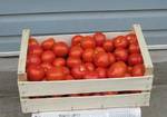 фото Деревянные ящики для упаковки помидоров.Крым