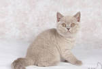 фото Шикарные британские котята - лиловые кошечки