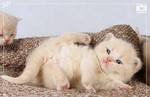 фото Персиковые британские котята!