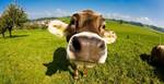 фото Навоз коровий, перегной,удобрения