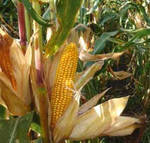 фото Семена гибридов кукурузы