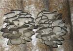 фото Зерновой мицелий вешенки для выращивания грибов дома