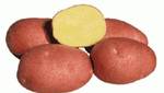 фото Картофель семенной "Лаура" 2 репродукции красный, желтая мяк
