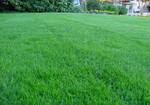 Фото №2 Овсяница красная (луговая) газонная трава