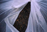 фото Чай черный средне и крупно листовой
