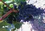 фото Винный виноград