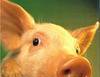 фото Комбикорм КРС, свиной, куриный, универсальный