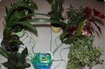 фото Автоматический полив домашних растений