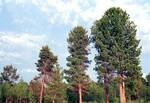 фото Продам круглый лес кедр с доставкой в Томске