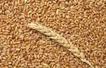 фото Пшеница фуражная фасованная в мешках