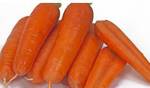 фото Семена моркови, Тангерина F1 Enza zaden уп 100 000 шт