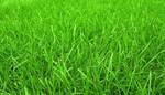 фото Семена газонных трав