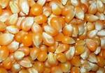 фото Гибриды семян кукурузы Syngenta, Maisadour, Caussade,Euralis