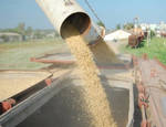 фото Цены на зерно в Узбекистане