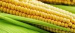 фото Гибриды кукурузы F1 "Байкал" ВНИИ Кукурузы