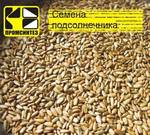 фото Подсолнечника семя очищенное, меш. 25 кг (Россия)