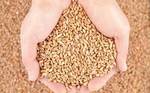 фото Пшеница яровая Злата ЭС семена