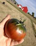 фото Семена томатов помидоров большая коллекция