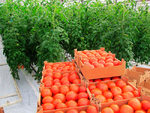 фото Продаем помидоры оптом в краснодарском крае,помидор оптом краснодарский