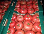 Фото №2 Продаем помидоры оптом в краснодарском крае,помидор оптом краснодарский