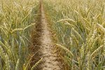 фото Семена пшеницы озимой  : Жива, Юбилейная 100, Антонина, Баграт