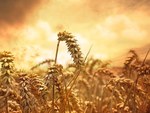 фото Семена пшеницы озимой  : Краса Дона, Станичная, Лидия