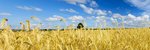 фото Семена пшеницы озимой  :Лилит, Изюминка, Ермак, Аскет, Капитан