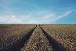 фото Семена пшеницы озимой  : Дон Эра, Золушка, Августа, Дон Эко