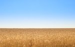 фото Семена пшеницы озимой  : Донская Лира, Магия, Миссия, Дон Стар, Губернатор Дона