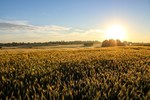 фото Семена пшеницы озимой  : Княгиня Ольга, Виктория Одесская, Зустрич, Скарбница