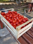 фото ящики и лотки шпоновые для помидор