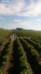 фото Картофель-семена крупным и мелким оптом от производителя НСО село Быково
