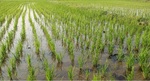 фото Хозяйство с рисовой системой  1500 Га