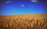 фото Семена пшеницы озимой  : Находка , Зерноградка 11, Донская Юбилейная, Аксинья