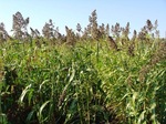 фото Семена суданской травы