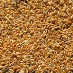 фото Реализуем Пшеницу 3, 4, 5 класса, качество ГОСТ.